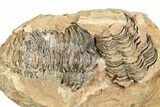 Fossil Calymene Trilobite In Nodule (Pos/Neg) - Morocco #251731-1